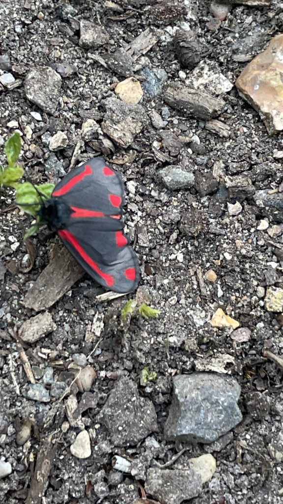 Red & Black Buttermoth