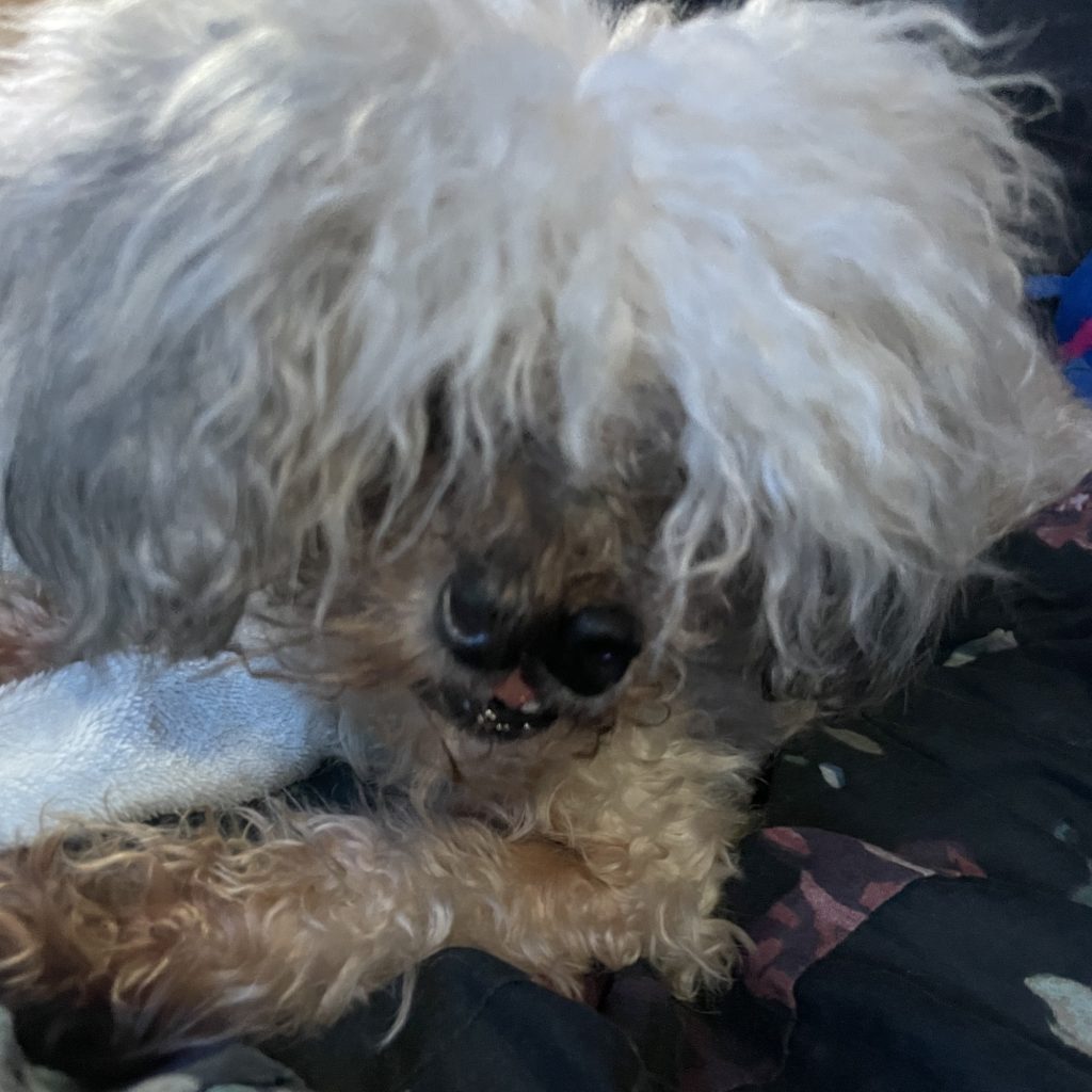 Adorable Dog